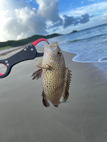 オオモンハタの釣果