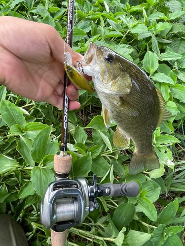 スモールマウスバスの釣果