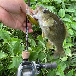 スモールマウスバス