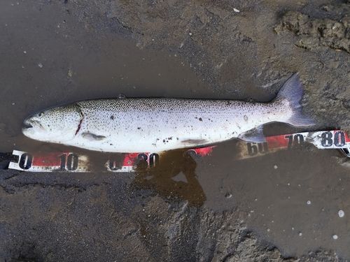 イトウの釣果