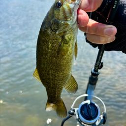 スモールマウスバス