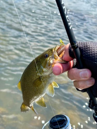 スモールマウスバスの釣果