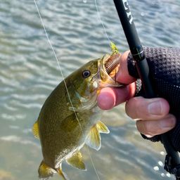 スモールマウスバス