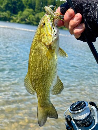 スモールマウスバスの釣果