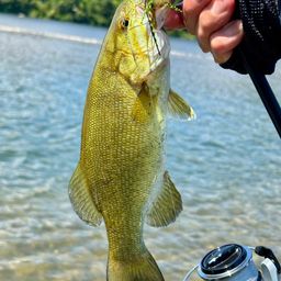 スモールマウスバス