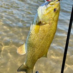 スモールマウスバス