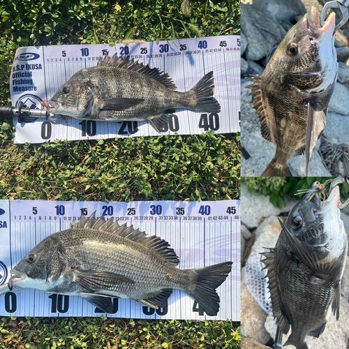 クロダイの釣果