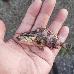 カサゴ