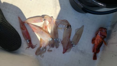 ケンサキイカの釣果