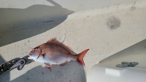 マダイの釣果