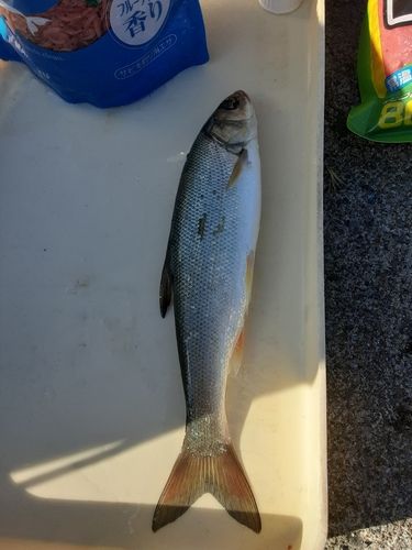 ウグイの釣果