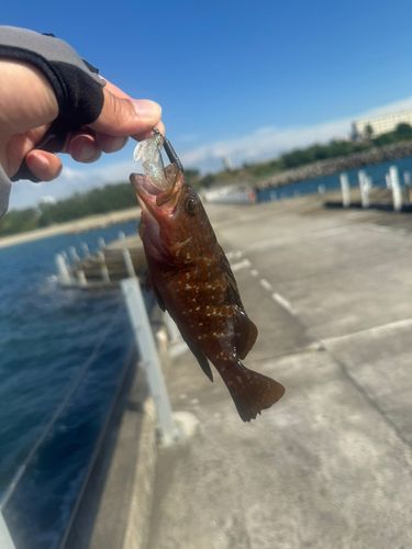 キジハタの釣果