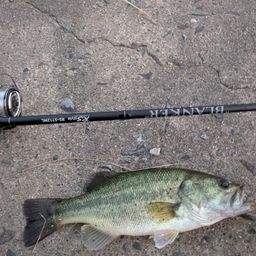 ラージマウスバス