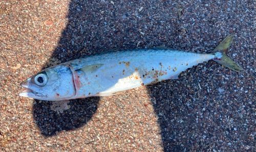 サバの釣果