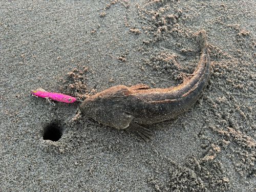 マゴチの釣果