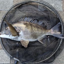 クロダイ