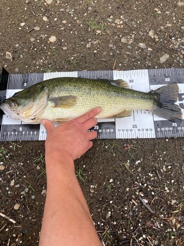 ブラックバスの釣果