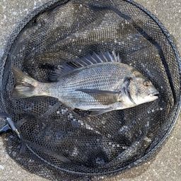 クロダイ