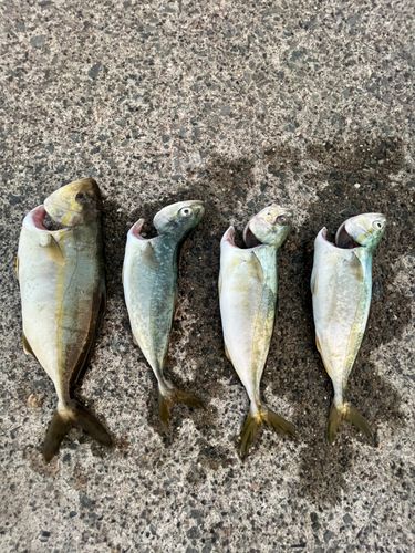 ショゴの釣果
