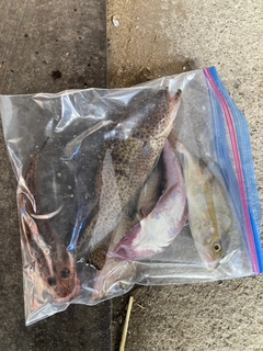 オオモンハタの釣果