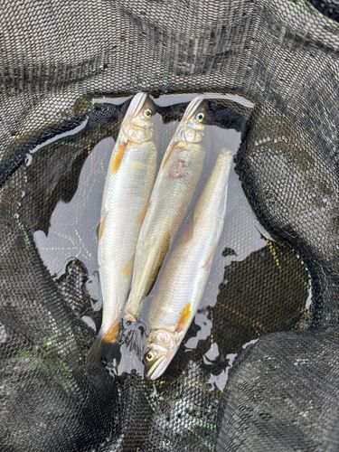 アユの釣果