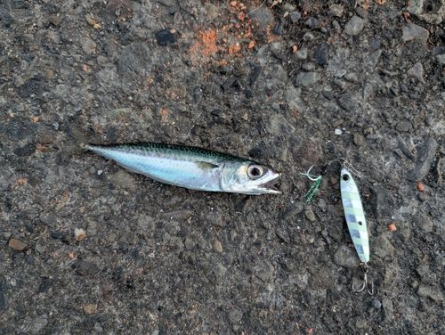サバの釣果