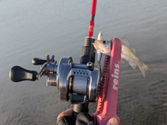 セイゴ(ヒラスズキ)の釣果