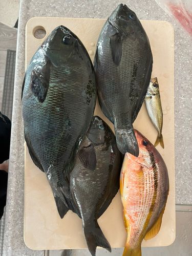 グレの釣果