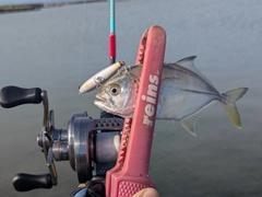 ギンガメアジの釣果