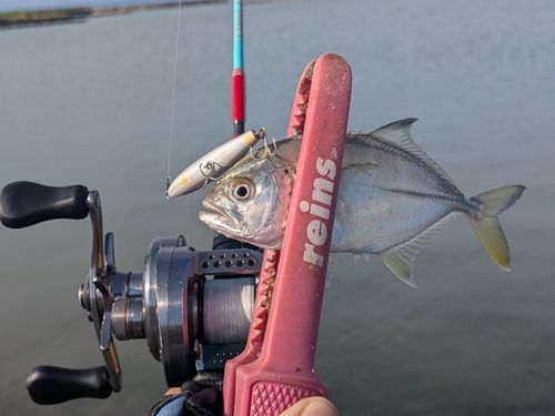 ギンガメアジの釣果