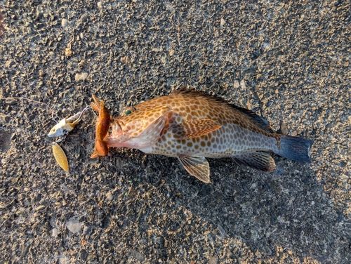 サバの釣果