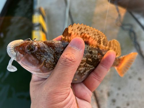 アイナメの釣果