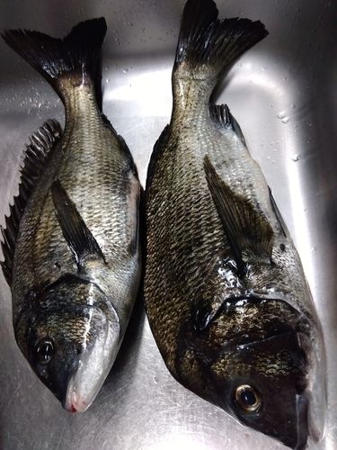 クロダイの釣果