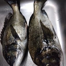 クロダイ