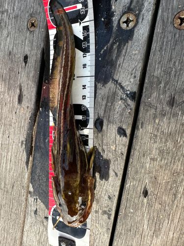ゴンズイの釣果