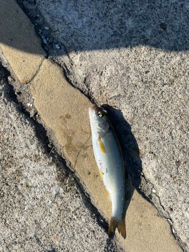 エゾウグイの釣果