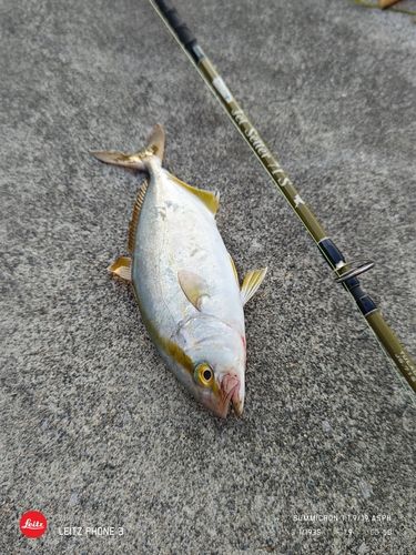 ショゴの釣果