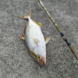 ショゴ