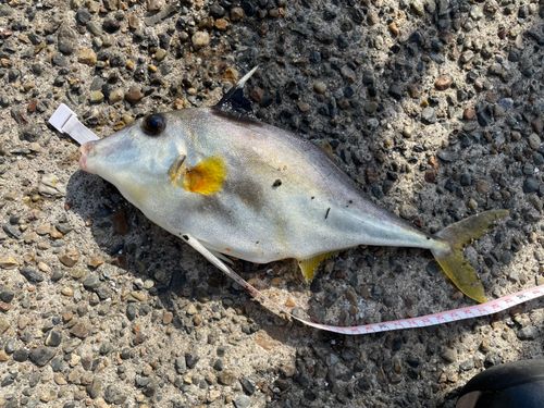 ギマの釣果