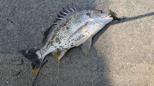 キビレの釣果