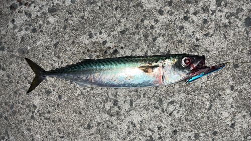 サバの釣果