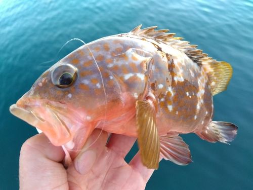 キジハタの釣果