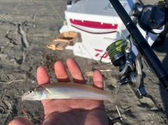 シロギスの釣果