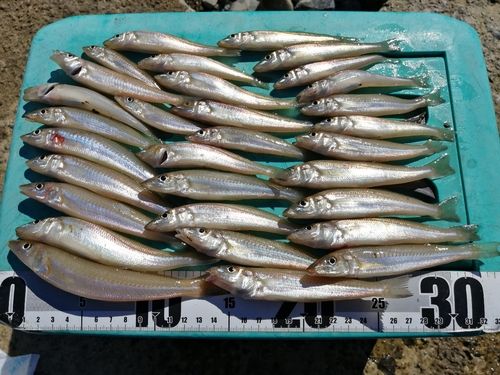 シロギスの釣果