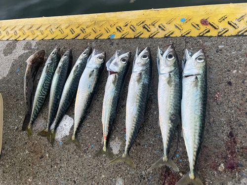 サバの釣果