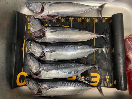 ソウダガツオの釣果