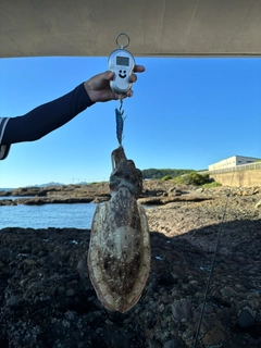 コウイカの釣果