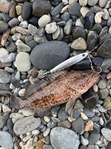 オオモンハタの釣果