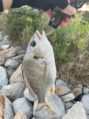キビレの釣果