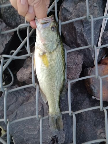 ラージマウスバスの釣果